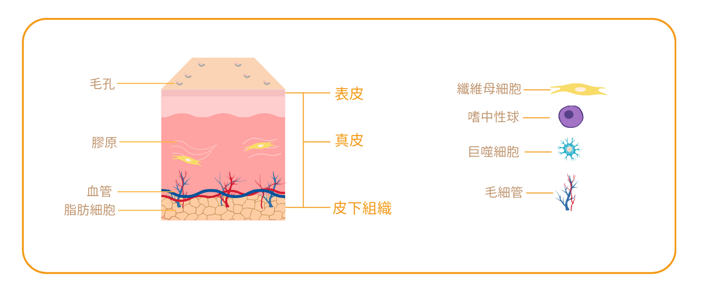外泌體有助傷口癒合